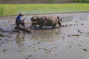 Farmer plowing paddy field with pair oxen or buffalo. photo