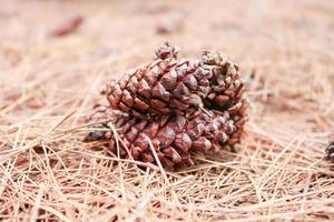 Brown pine cone or pine tree fruit on the ground with dry autumn pine leaf in the background photo