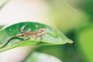 Baby Oriental Garden Lizard  on the leaves. Found widely in Asian countries. camouflage garden lizards. Close up chameleon details.