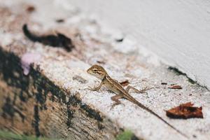 bebé lagarto de jardín oriental en las hojas. Se encuentra ampliamente en los países asiáticos. lagartos de jardín de camuflaje. cerrar los detalles del camaleón. foto