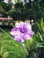 hermosas flores moradas en un jardín foto