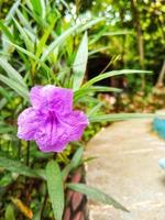 hermosas flores moradas en un jardín foto