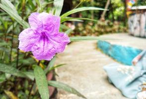 beautiful purple flowers in a garden photo