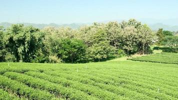 tomas panorámicas del campo agrícola y el riego de la hermosa plantación de té verde y tierras de cultivo para el turismo en una colina en chiang rai tailandia, paisaje de montañas y árboles en los viajes de verano.