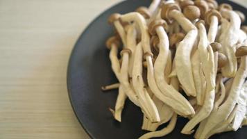 champignon hêtre brun frais ou champignon reishi noir sur assiette video