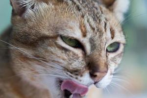 Cat eye, Bengal cat in light brown and cream photo