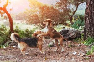 dos perros peleando entre sí cárpatos ucrania europa foto