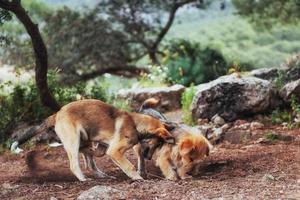 dos perros peleando entre sí cárpatos. Ucrania. Europa foto