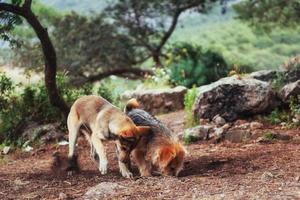 dos perros peleando entre sí cárpatos. Ucrania. Europa foto