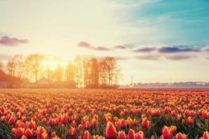 Beautiful red tulip field in the Netherlands. Fantastic event wi photo