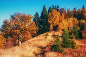 bosque en la tarde soleada durante la temporada de otoño. montes de Cárpatos. ucrania, europa foto