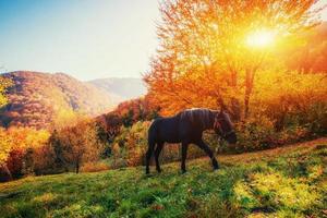 caballo negro en las montañas. montes de Cárpatos. ucrania, europa foto