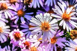 The works in the style of watercolor painting. Magenta aster flo photo