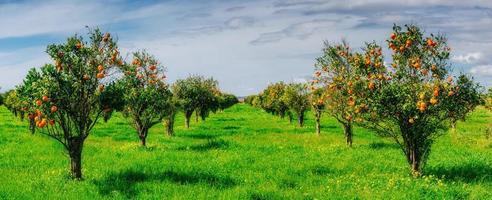 orange trees plantations photo