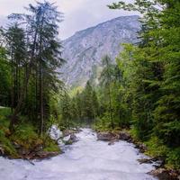 mountain stream in the woods photo