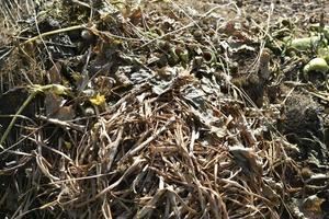 montón de basura de restos de verduras y hierba en el jardín foto