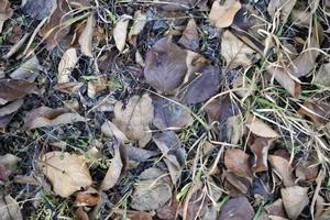 Background of old rotten garden leaves in autumn photo