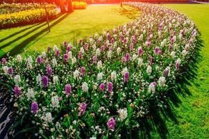 white - pink hyacinths in the garden. photo