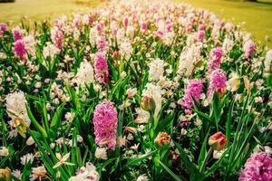 white - pink hyacinths in the garden. photo