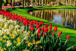 lovely spring landscape park. Blooming flowers photo