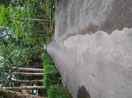 road in the countryside with shady trees photo