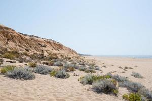 plantas de arena en una hermosa playa vacía en la costa alentejana. Portugal foto