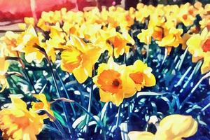 Yellow Daffodils in the gardens of Holland. Retro filtered photo