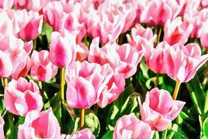The works in the style of watercolor painting. Pink tulip planta photo