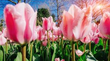 Group of pink tulips. Spring landscape. photo