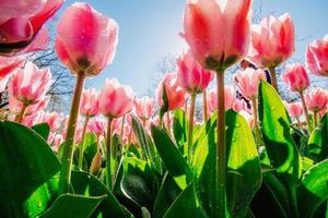 the sunlight shines through the beautiful spring tulips photo