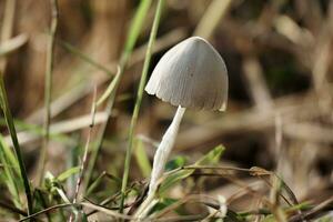 white fungus growing on the grass. Macro mushroom