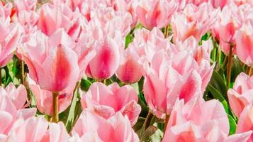 Group of pink tulips. Spring landscape. photo