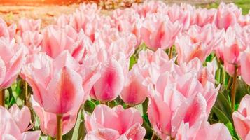 Group of pink tulips. Spring landscape. photo