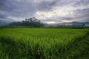 The extensive rice fields in the morning, the leaves of the plants are green