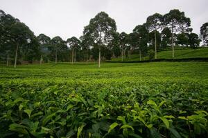 The vast and beautiful view of the Tea garden photo