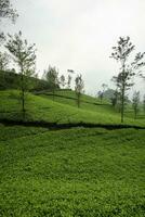plantación de té verde en wonosobo regency, indonesia. plantas de té, jardines de té brumosos, vistas de los jardines de té. foto