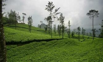 plantación de té verde en wonosobo regency, indonesia. plantas de té, jardines de té brumosos, vistas de los jardines de té. foto