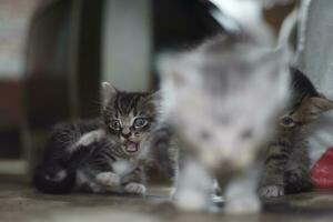 Cute little cats are playing photo
