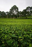 la vasta y hermosa vista del jardín de té foto