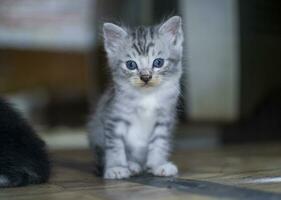 A cute little cat photo