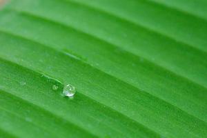 Water drops on banana leaf backgroung photo