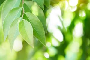 Spring natural green leaf background. blurred greenery background. using as spring and nature background. selects focus photo
