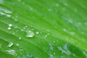 gotas de agua sobre el fondo de la hoja de plátano foto