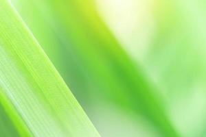 Spring natural green leaf background. blurred greenery background. using as spring and nature background. selects focus photo