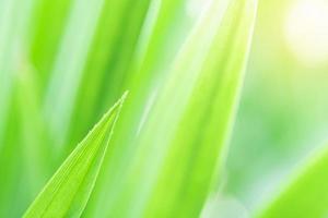 Spring natural green leaf background. blurred greenery background. using as spring and nature background. selects focus photo