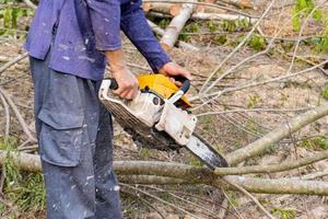 Lumberjack with chainsaw worker cutting tamarind tree trunk. Chainsaw cutting the branch photo