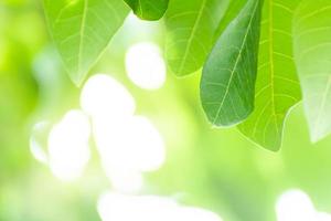 Spring natural green leaf background. Green leaf on blurred background. using as spring and nature background. selects focus photo