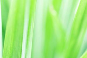 Spring natural green leaf background. blurred greenery background. using as spring and nature background. selects focus photo