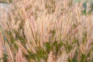 Fountain Grass. nature grass flower with light photo