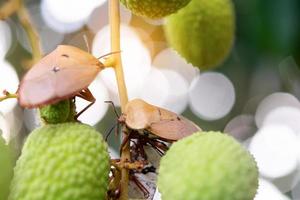 Brown marmorated stink bug Halyomorpha halys on green  lychee fruits photo